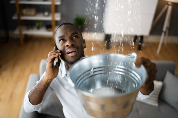 Best Mold removal after water damage  in Minier, IL